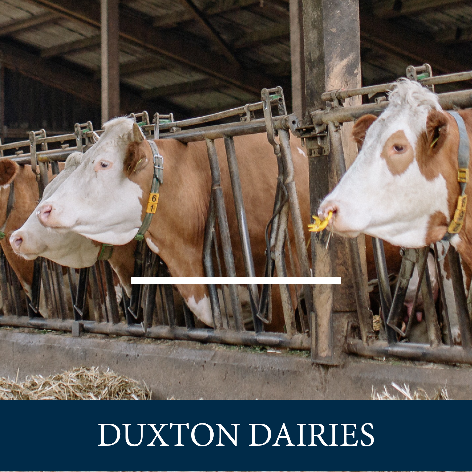 Duxton Dairies (Cobram)