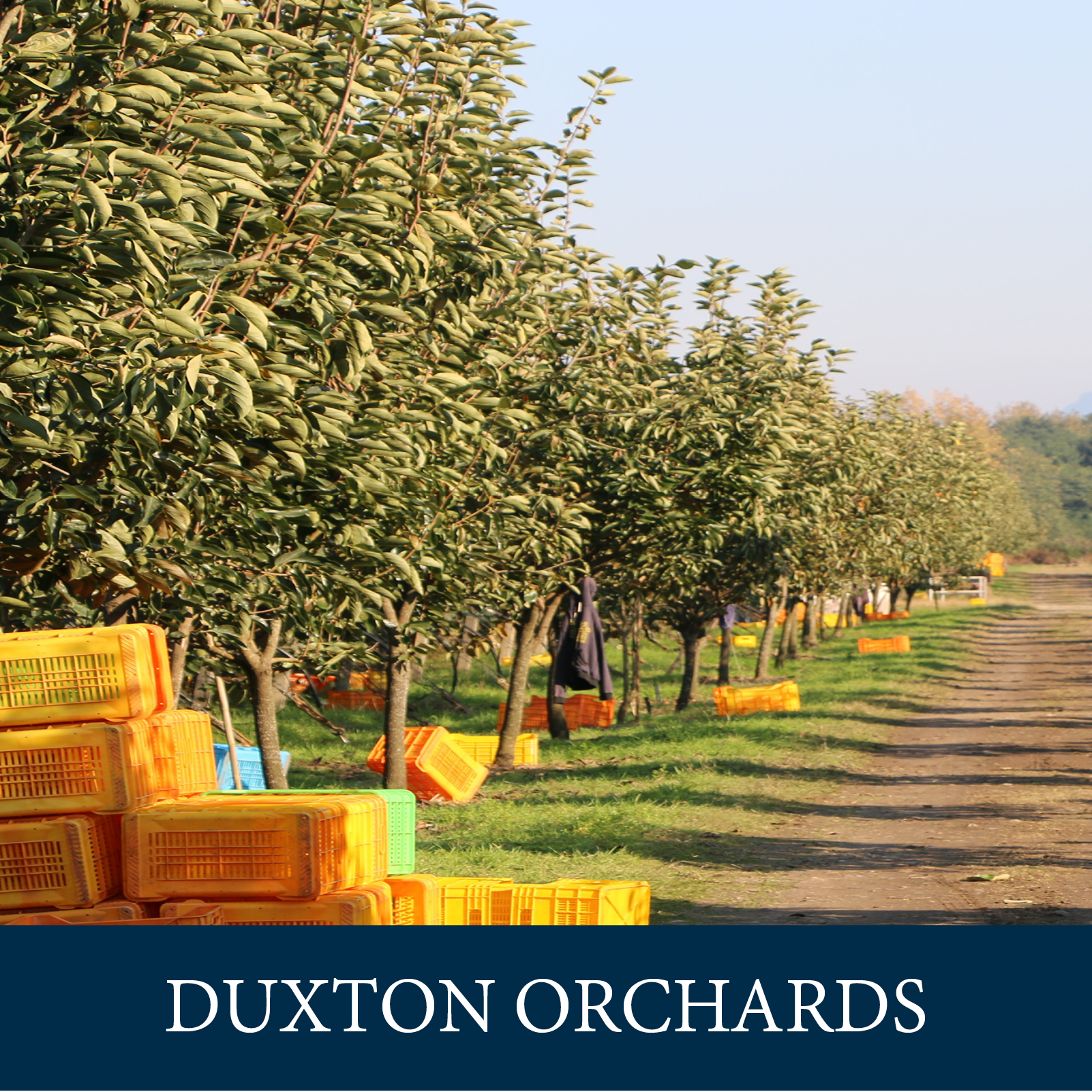 Duxton Orchards